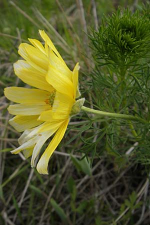 Adonis vernalis \ Frhlings-Adonisrschen / Spring Pheasant's Eye, D Eching 5.5.2012