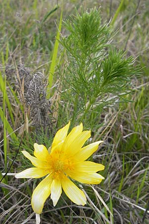 Adonis vernalis \ Frhlings-Adonisrschen / Spring Pheasant's Eye, D Eching 5.5.2012