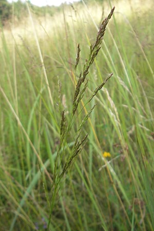 Agrostis vinealis \ Sand-Straugras, D Hassloch 21.6.2012