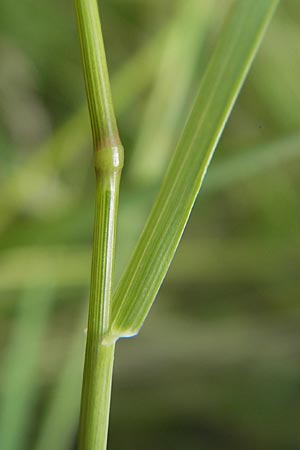 Agrostis vinealis \ Sand-Straugras, D Hassloch 21.6.2012