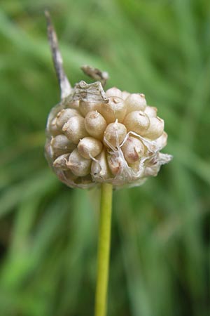 Allium vineale \ Weinberg-Lauch / Wild Onion, D Pfalz, Speyer 3.7.2012