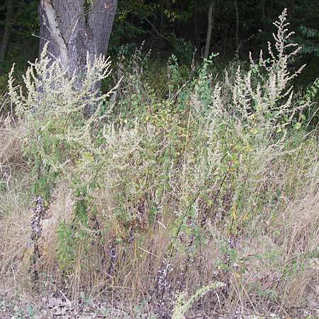 Artemisia verlotiorum \ Ostasiatischer Beifu, Kamtschatka-Beifu, D Viernheim 21.8.2012