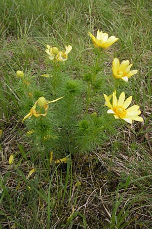 Adonis vernalis \ Frhlings-Adonisrschen, D Gerolzhofen-Sulzheim 5.5.2013