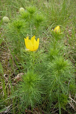 Adonis vernalis \ Frhlings-Adonisrschen, D Gerolzhofen-Sulzheim 5.5.2013