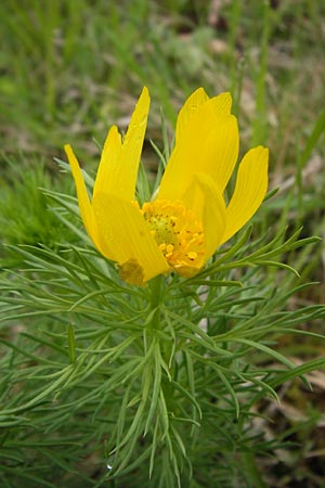 Adonis vernalis \ Frhlings-Adonisrschen, D Gerolzhofen-Sulzheim 5.5.2013