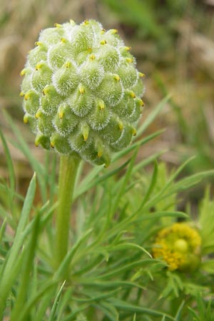 Adonis vernalis \ Frhlings-Adonisrschen, D Gerolzhofen-Sulzheim 5.5.2013