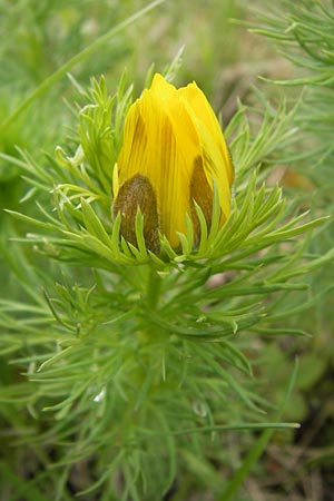 Adonis vernalis \ Frhlings-Adonisrschen, D Gerolzhofen-Sulzheim 5.5.2013