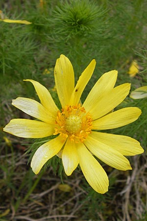 Adonis vernalis \ Frhlings-Adonisrschen / Spring Pheasant's Eye, D Gerolzhofen-Sulzheim 5.5.2013