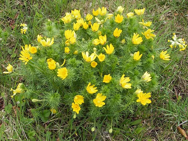 Adonis vernalis \ Frhlings-Adonisrschen, D Gerolzhofen-Sulzheim 5.5.2013