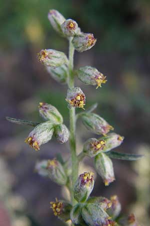 Artemisia vulgaris \ Gewhnlicher Beifu / Mugwort, D Mainz 26.7.2014