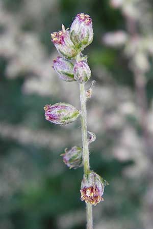 Artemisia vulgaris \ Gewhnlicher Beifu / Mugwort, D Mainz 26.7.2014