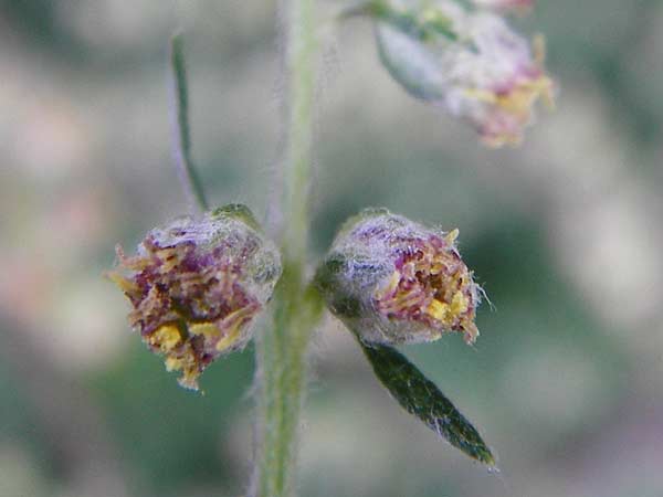 Artemisia vulgaris \ Gewhnlicher Beifu, D Mainz 26.7.2014