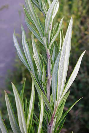 Artemisia verlotiorum \ Ostasiatischer Beifu, Kamtschatka-Beifu, D Leutershausen 15.9.2014