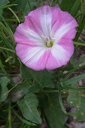 Convolvulus arvensis \ Acker-Winde / Field Bindweed, D Lampertheim 27.5.2008