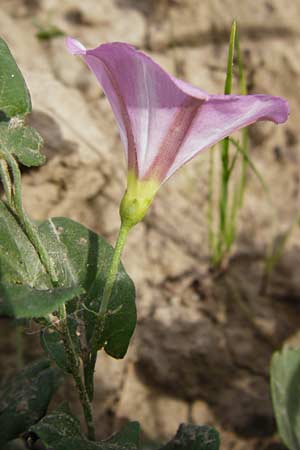 Convolvulus arvensis / Field Bindweed, D Oppenheim 9.8.2014