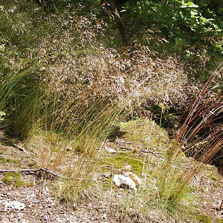 Deschampsia flexuosa \ Draht-Schmiele, D Schwarzwald, Gaggenau 30.6.2013