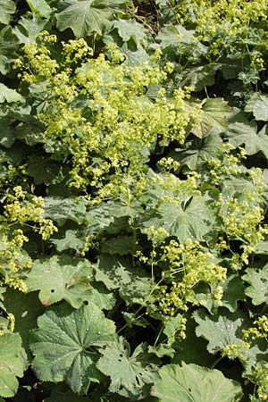 Alchemilla xanthochlora \ Gelbgrner Frauenmantel / Intermediate Lady's Mantle, D Schwarzwald/Black-Forest, Hornisgrinde 31.7.2013