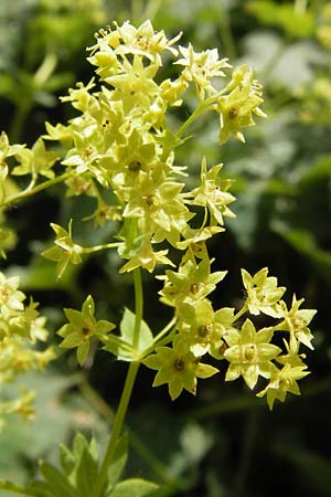 Alchemilla xanthochlora \ Gelbgrner Frauenmantel / Intermediate Lady's Mantle, D Schwarzwald/Black-Forest, Hornisgrinde 31.7.2013