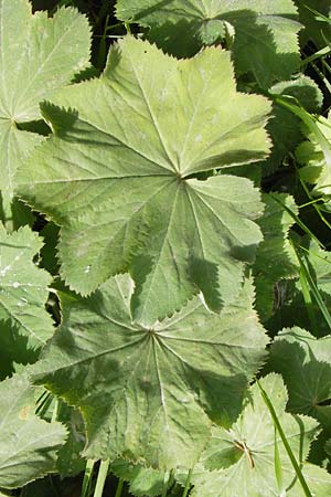 Alchemilla xanthochlora \ Gelbgrner Frauenmantel / Intermediate Lady's Mantle, D Schwarzwald/Black-Forest, Hornisgrinde 31.7.2013