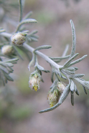 Artemisia repens \ Kriechende Beifu, D Sandhausen 3.9.2008