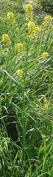 Barbarea vulgaris \ Gewhnliches Barbarakraut / Winter Cress, D Bruchsal 7.5.2006