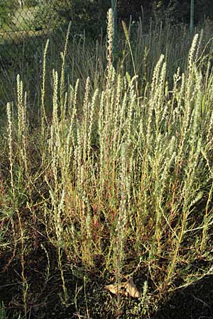 Bassia laniflora \ Sand-Radmelde / Sand Bassia, Wooly Smotherweed, D Sandhausen 31.7.2007