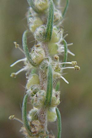 Bassia laniflora \ Sand-Radmelde / Sand Bassia, Wooly Smotherweed, D Sandhausen 20.8.2007