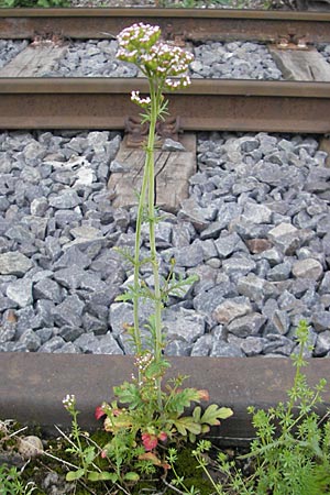 Centranthus calcitrapae, Fußangel-Spornblume