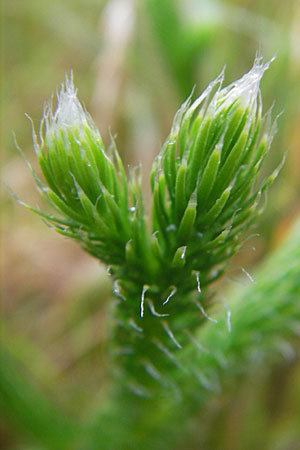 Lycopodium clavatum \ Keulen-Brlapp / Stag's-Horn Clubmoss, Common Clubmoss, D Odenwald, Beerfelden 21.8.2009