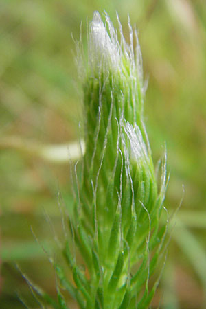 Lycopodium clavatum \ Keulen-Brlapp, D Odenwald, Beerfelden 21.8.2009