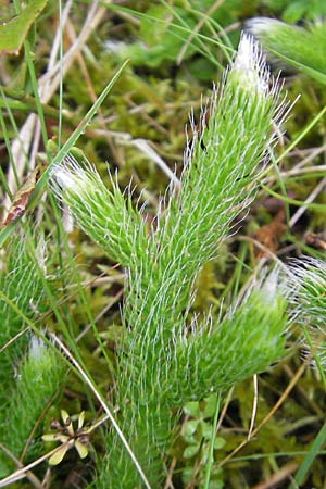 Lycopodium clavatum \ Keulen-Brlapp, D Odenwald, Beerfelden 21.8.2009