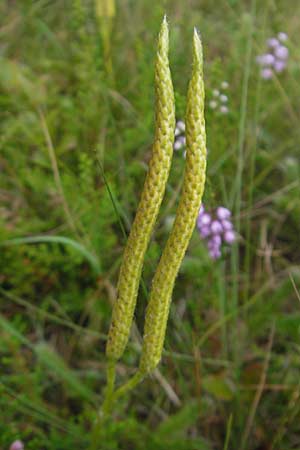 Lycopodium clavatum \ Keulen-Brlapp, D Odenwald, Beerfelden 21.8.2009