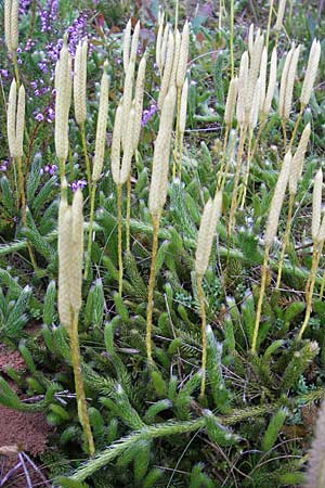 Lycopodium clavatum \ Keulen-Brlapp / Stag's-Horn Clubmoss, Common Clubmoss, D Odenwald, Beerfelden 21.8.2009