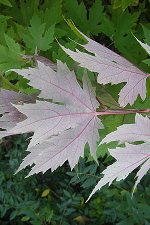 Acer saccharinum \ Silber-Ahorn / Silver Maple, D Mannheim 1.11.2009