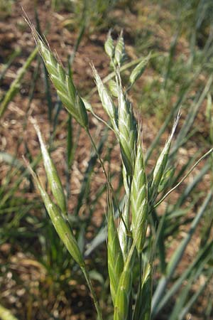 Bromus arvensis \ Acker-Trespe / Field Brome, D Apfelberg 30.5.2011