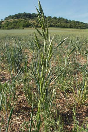 Bromus arvensis \ Acker-Trespe / Field Brome, D Apfelberg 30.5.2011