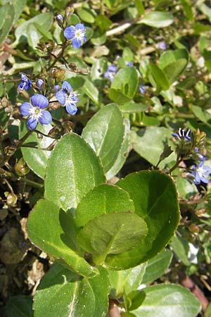 Veronica beccabunga \ Bachbunge / Brooklime, D Immenstadt 21.6.2011