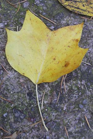 Liriodendron tulipifera \ Tulpenbaum / American Tulip Tree, D Odenwald, Ursenbach 16.10.2011