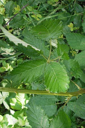 Rubus fruticosus agg. \ Brombeere / Bramble, Blackberry, D Eppingen-Elsenz 22.6.2013