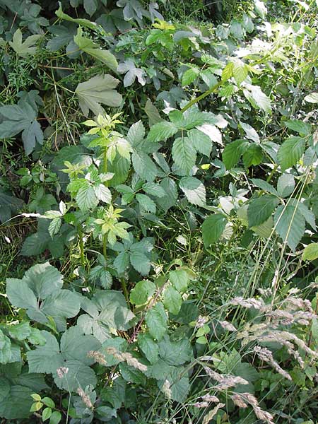 Rubus fruticosus agg. \ Brombeere / Bramble, Blackberry, D Eppingen-Elsenz 22.6.2013