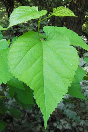 Morus alba \ Weier Maulbeerbaum, D Lampertheim 10.7.2013