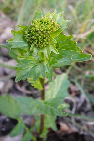 Barbarea arcuata \ Bogenfrchtiges Barbarakraut / Yellow Rocket, D Frankfurt-Nied 9.4.2014