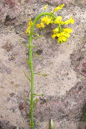 Barbarea arcuata \ Bogenfrchtiges Barbarakraut / Yellow Rocket, D Frankfurt-Nied 11.5.2014