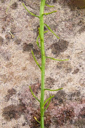 Barbarea arcuata \ Bogenfrchtiges Barbarakraut / Yellow Rocket, D Frankfurt-Nied 11.5.2014