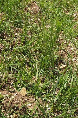 Bromus sterilis \ Taube Trespe / Poverty Brome, D Friedewald 31.5.2014