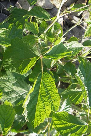 Rubus caesius \ Kratzbeere, D Karlsruhe 7.5.2011