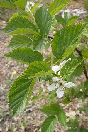 Rubus caesius \ Kratzbeere, D Nohfelden 14.5.2011