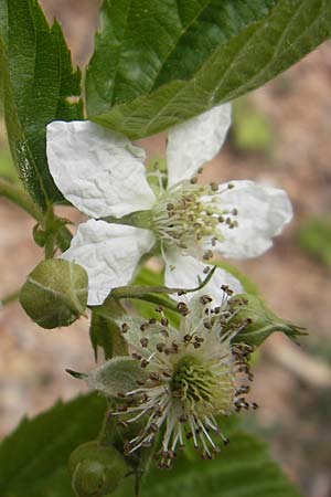 Rubus caesius \ Kratzbeere / Dewberry, D Nohfelden 14.5.2011