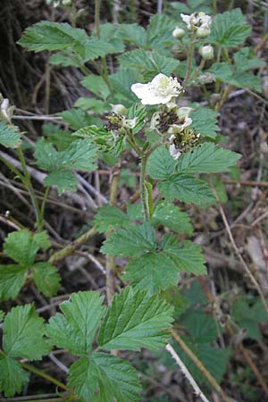 Rubus caesius \ Kratzbeere, D Idar-Oberstein 21.5.2011
