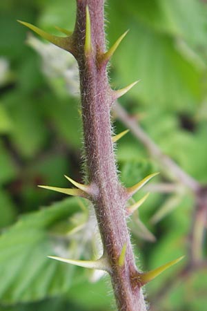 Rubus fruticosus agg. \ Brombeere / Bramble, Blackberry, D Rheinhessen, Bornheim 31.5.2012